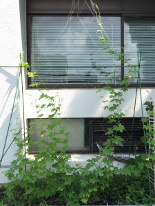 グリーンカーテン1
